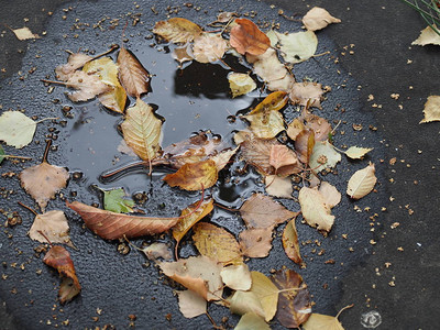 雨后落在地上的落叶图片