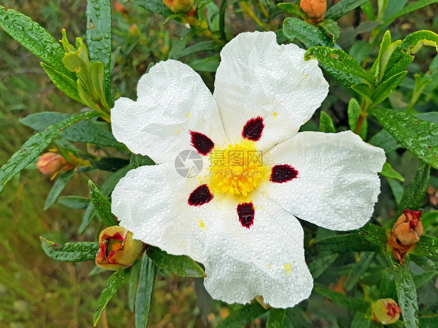 来自荷兰NaardenVesting历史村的图片