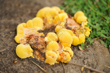 黄色蘑菇造型顶部视图的背景图片