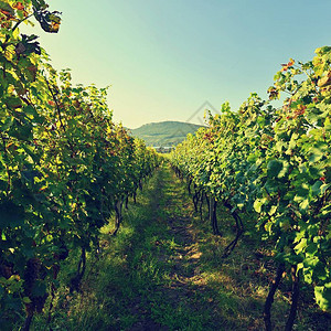 葡萄园里的葡萄美丽的天然多彩图片