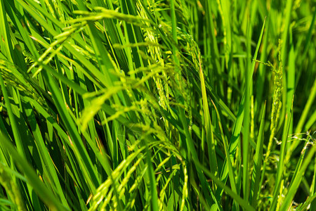 大稻种植场上的黄稻田关闭了农业图片
