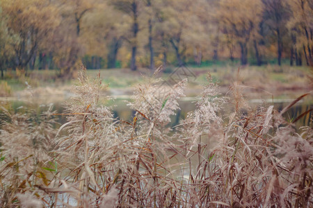 秋天黄红森林的风景在湖和稻草的背景之下图片