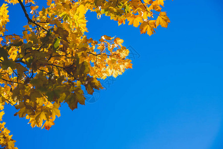温暖的秋天阳光照耀着金色的树顶图片