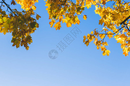 温暖的秋天阳光照耀着的树顶图片