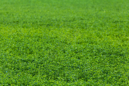 农业豆子无绿色地平的野生青豆田选择焦点背景图片