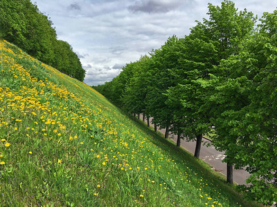 山脚上的绿树青草和黄色花朵图片