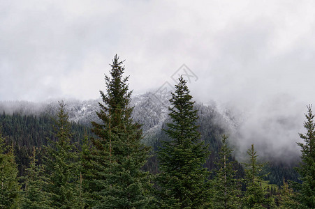 美丽的长青花生和雪盖着白雾的森林峰加图片