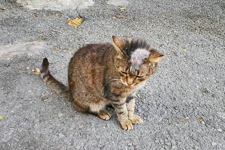 病猫在街上秃头上带状疱疹背景图片