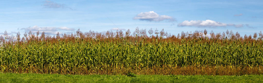玉米田高的玉米植物绿色叶子图片