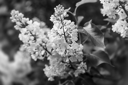 白丁香开花分支的软焦点图像春天盛开的丁香树花丁香花在春天开图片