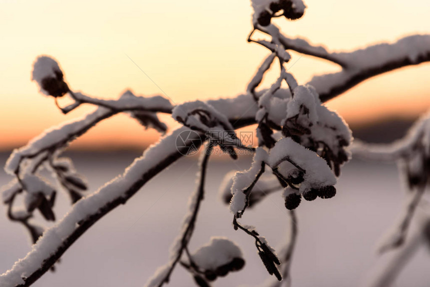 芬兰假日村Kuukiruuru的树枝冬季下大雪和日落时间覆盖了树木枝叶请查看InfoFinland上的Ko图片
