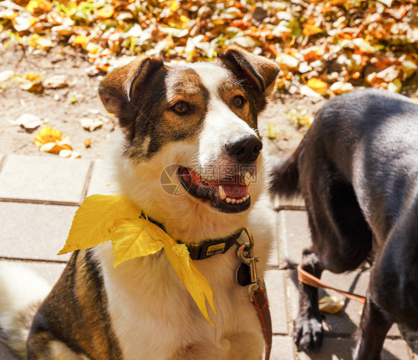 快乐的狗在公园中微笑在散步的秋冬温暖阳图片