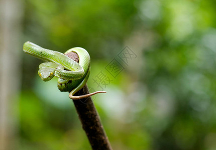 绿色毒蛇留在木头顶上绿色背景和复制空图片