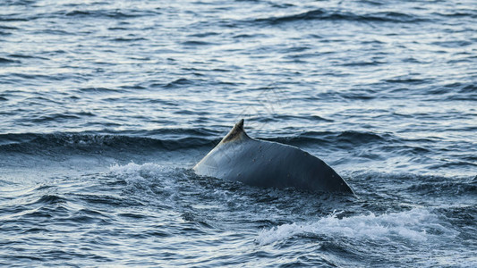 鲸鱼潜水巨型动物图片