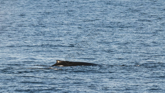 鲸鱼潜水巨型动物图片