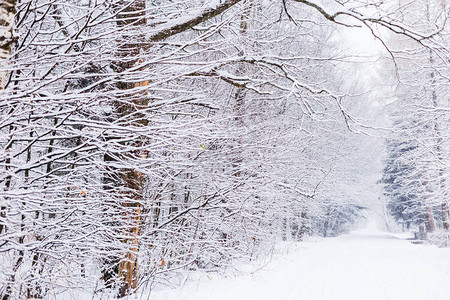 美丽的冬季公园满是积雪树上布满雪图片