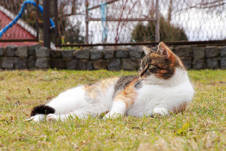 完全不作为每天饭后无所事工作中的值班休息彩色家养小猫躺在花园里图片