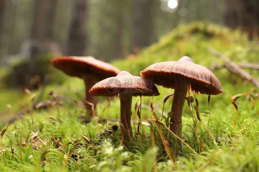 绿色苔藓上的蘑菇家族图片