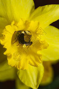 蜜蜂在水仙花内工作的微距照片图片