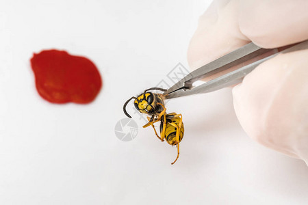 科学昆虫学家用镊子检查黄蜂疾病繁殖图片