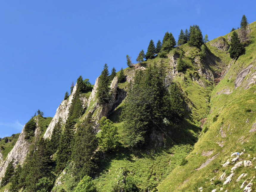 Oberseetal高山谷斜坡和Glarnerland旅游区的常绿或针叶林图片