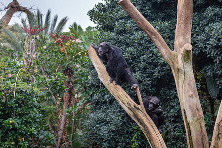野生黑猴坐在树上向前看图片
