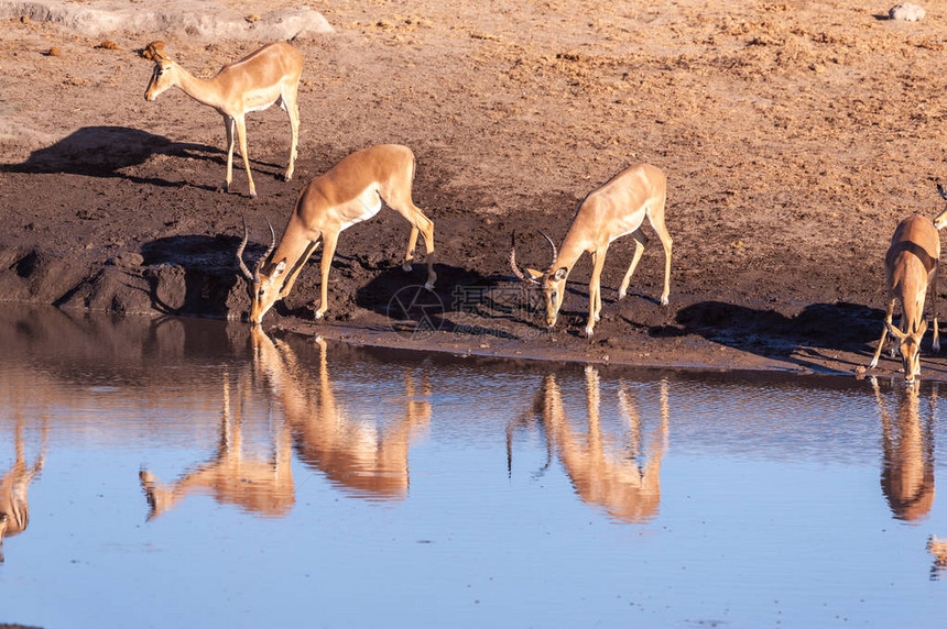 从纳米比亚Etosha公园的一个水坑里饮用一帮ImpalasAepycerosme图片