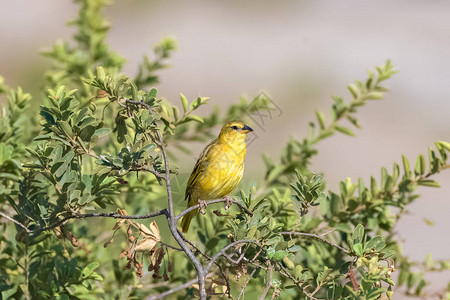 乡村织布工坦桑尼亚树上栖息的黄鸟图片