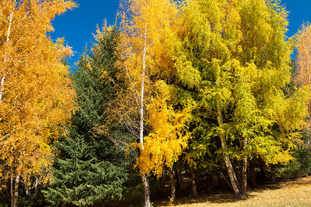 秋天来自不同树木的自然背景桦树和圣诞树多色涂料黄色绿色橙色背景图片