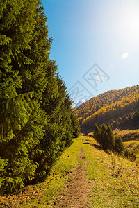 秋天风景黄树和绿树山地图片