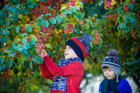 秋天在农场的孩子小男孩和他的兄弟朋友在装饰苹果树园里玩耍孩子们采摘水果蹒跚学步的孩子在收获时吃水果孩子们的户外乐趣图片