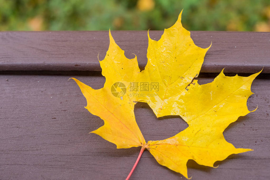 秋天的黄色一片枫叶图片