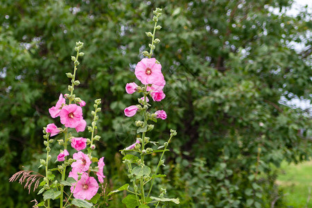 花园里美丽的Alcea玫瑰粉红锦葵或蜀葵高大的蜀葵与巨大的花图片