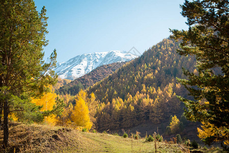 秋天风景黄树和绿树山地图片