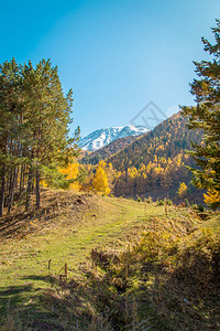 秋天风景黄树和绿树山地图片