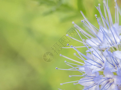 Phacelia蓝色花朵大型摄影学图片