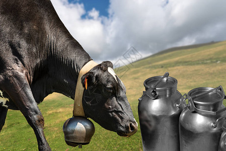 一头黑奶牛在山地牧场上装有奶铃和图片