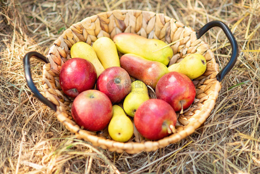 苹果收获成熟的红苹果和梨在草地上的篮子里苹果采图片