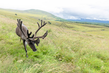 Cairngorm驯鹿畜牧是苏格兰Cairngorm山脉中自图片