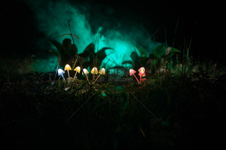 在神秘的黑暗特写中幻想发光的蘑菇神奇蘑菇或三个灵魂在化身中迷失的美丽微距镜头背景上有雾的灯图片