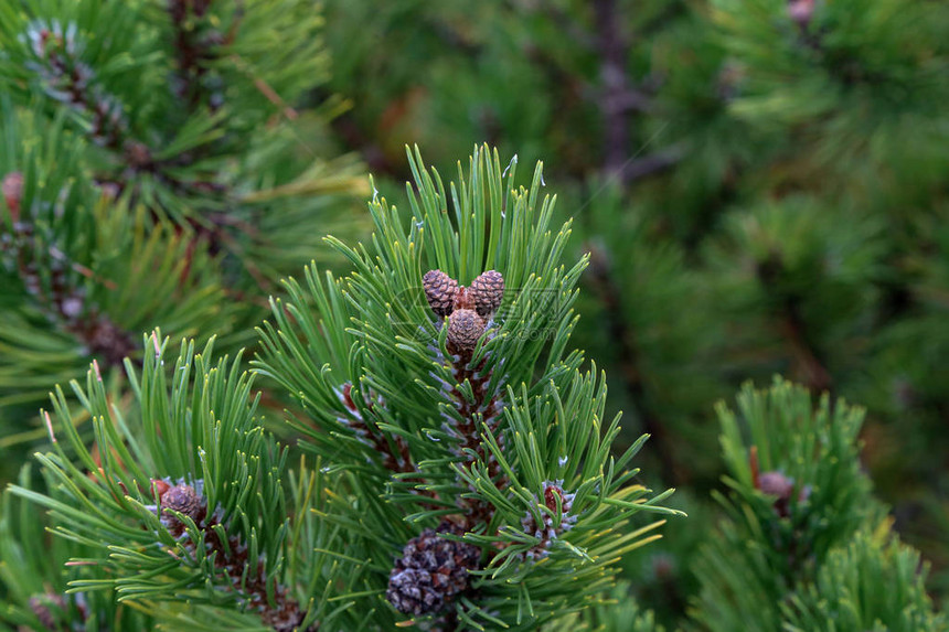 Pinusmugo匍匐松针叶树在阿尔卑斯山图片