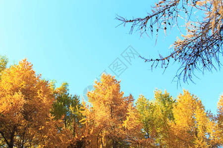 秋天美丽的黄桦树叶和落叶松树枝在蓝色晴朗的天空背景下自然背景插图片