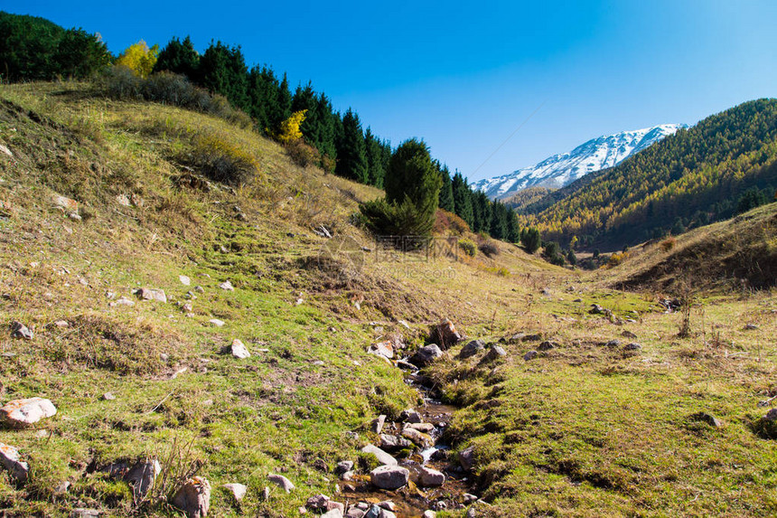 秋天风景黄树和绿树山地图片