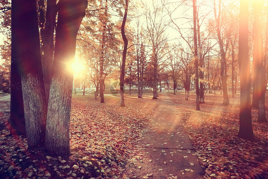 秋季公园太阳景观黄色公园的季节秋季景观图片