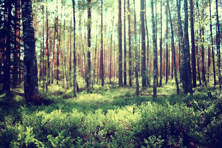 夏季森林绿树夏季景色的风景观图片