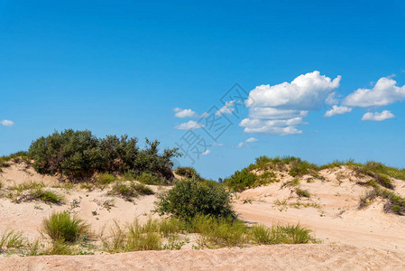 夏季半沙漠中沙质和绿背景图片