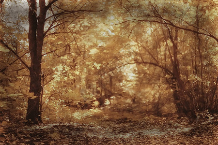 美丽的秋季公园景观森林黄叶树秋图片
