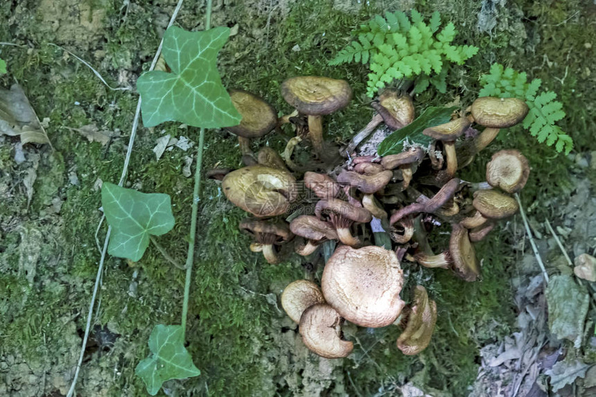 自然界中的野生毒蘑菇图片