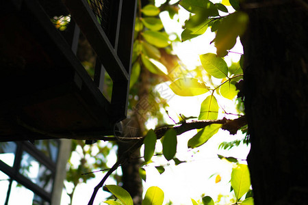 现代房子的树木和叶子有阳光和耀斑生态图片