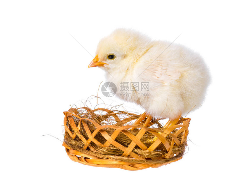 养巢的小鸡可爱图片